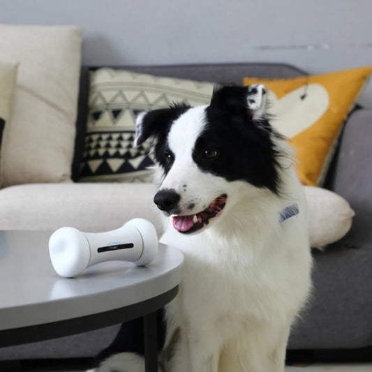 Pet Induction Interactive Toy