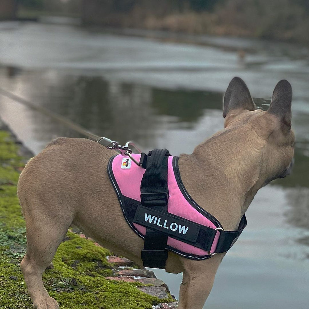 Non- Personalized No Pull Dog Harness